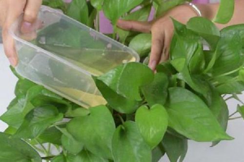 绿萝叶子能用啤酒擦吗？绿萝的叶子可以用啤酒擦拭吗？-第5张图片-优品飞百科