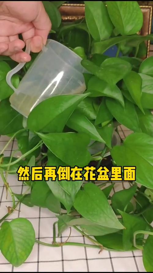 绿萝叶子能用啤酒擦吗？绿萝的叶子可以用啤酒擦拭吗？-第4张图片-优品飞百科