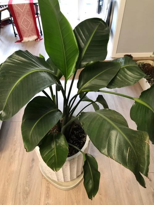 绿萝叶子能用啤酒擦吗？绿萝的叶子可以用啤酒擦拭吗？-第7张图片-优品飞百科