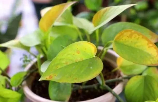 绿萝叶子能用啤酒擦吗？绿萝的叶子可以用啤酒擦拭吗？-第8张图片-优品飞百科