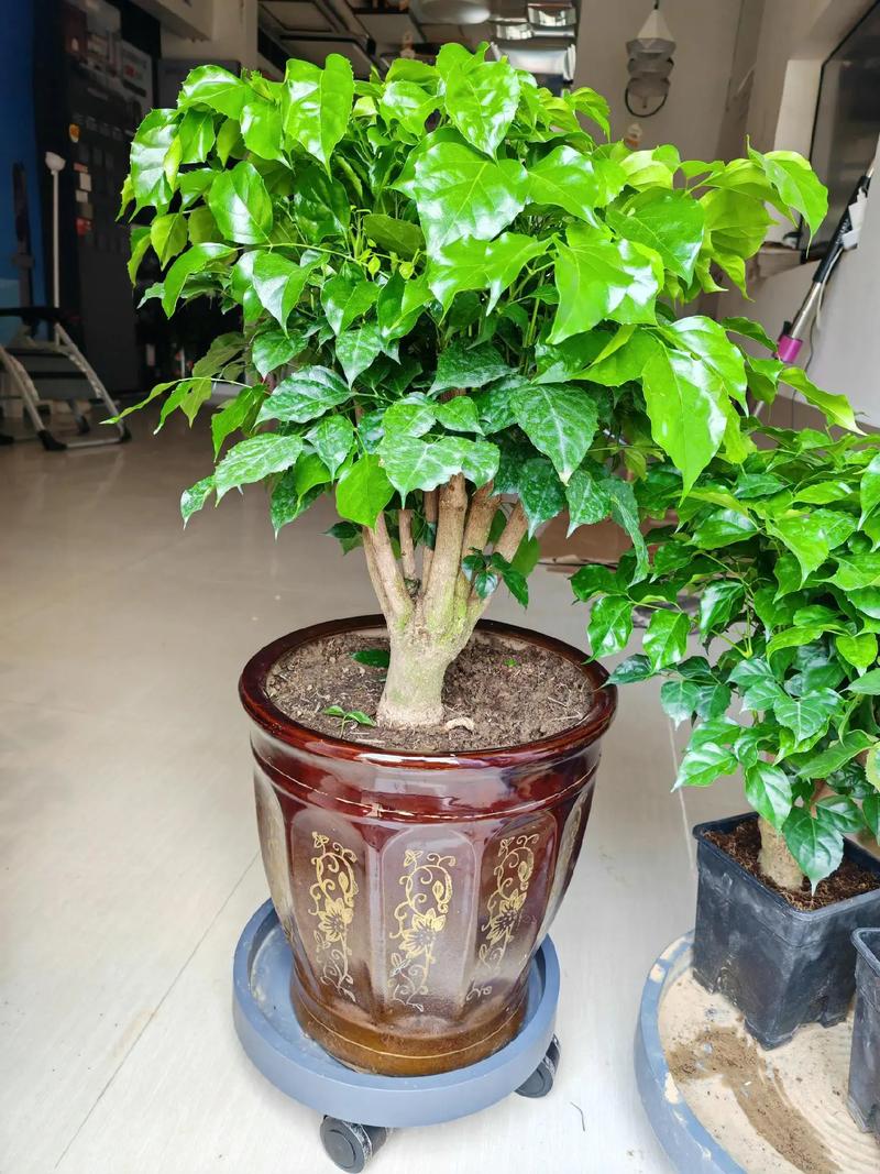 买回来的盆栽怎么处理,刚买的盆栽?-第2张图片-优品飞百科 买回来的盆栽怎么处理,刚买的盆栽?-第2张图片-优品飞百科