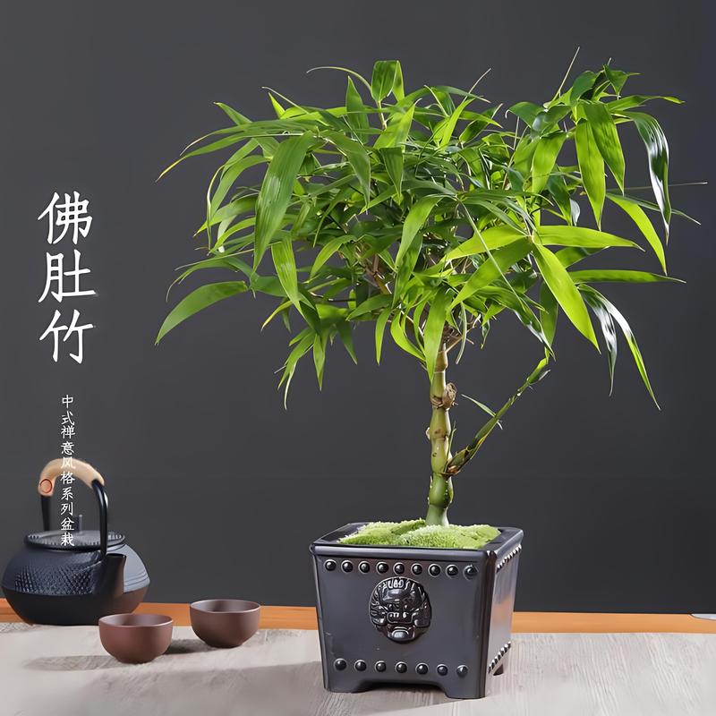 买回来的盆栽怎么处理,刚买的盆栽?-第3张图片-优品飞百科 买回来的盆栽怎么处理,刚买的盆栽?-第3张图片-优品飞百科