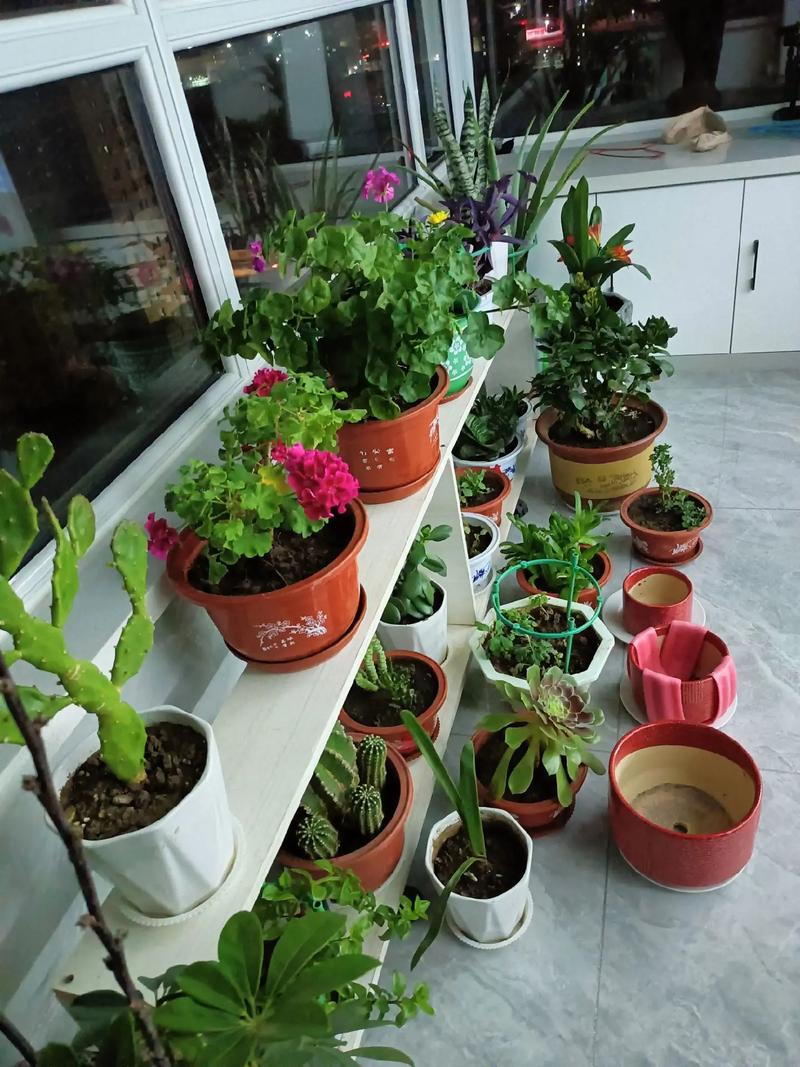 买回来的盆栽怎么处理,刚买的盆栽?-第4张图片-优品飞百科 买回来的盆栽怎么处理,刚买的盆栽?-第4张图片-优品飞百科