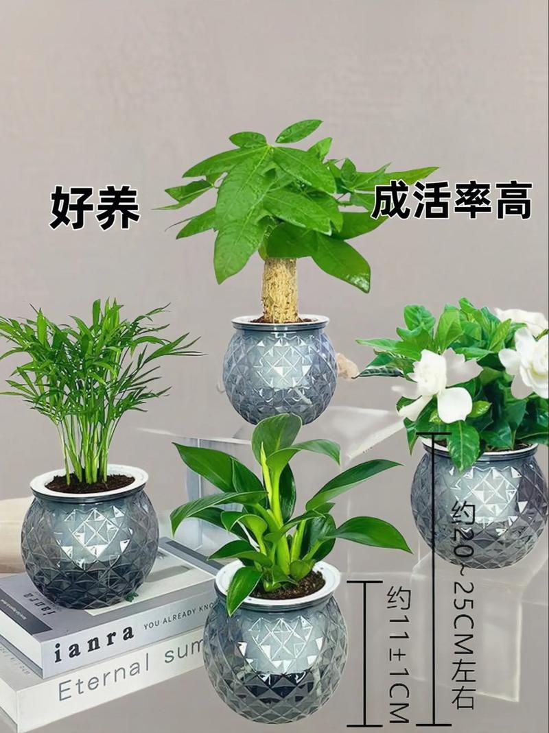 买回来的盆栽怎么处理,刚买的盆栽?-第5张图片-优品飞百科 买回来的盆栽怎么处理,刚买的盆栽?-第5张图片-优品飞百科