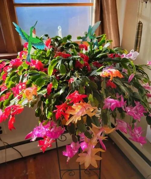 买回来的盆栽怎么处理,刚买的盆栽?-第6张图片-优品飞百科 买回来的盆栽怎么处理,刚买的盆栽?-第6张图片-优品飞百科