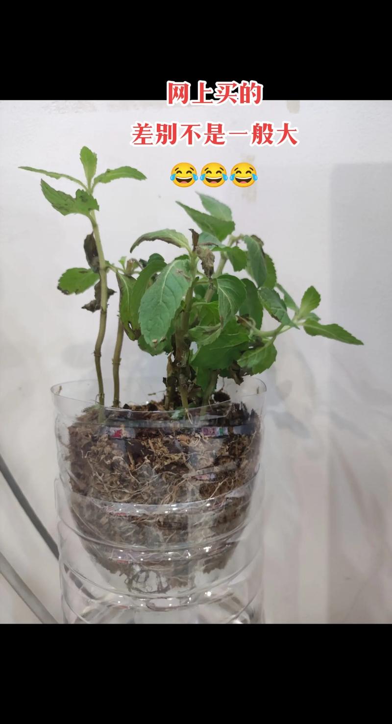 买回来的盆栽怎么处理,刚买的盆栽?-第7张图片-优品飞百科 买回来的盆栽怎么处理,刚买的盆栽?-第7张图片-优品飞百科