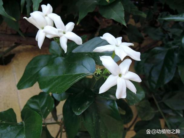 茉莉叶子卷曲怎么办，茉莉叶子卷边发黄怎么回事