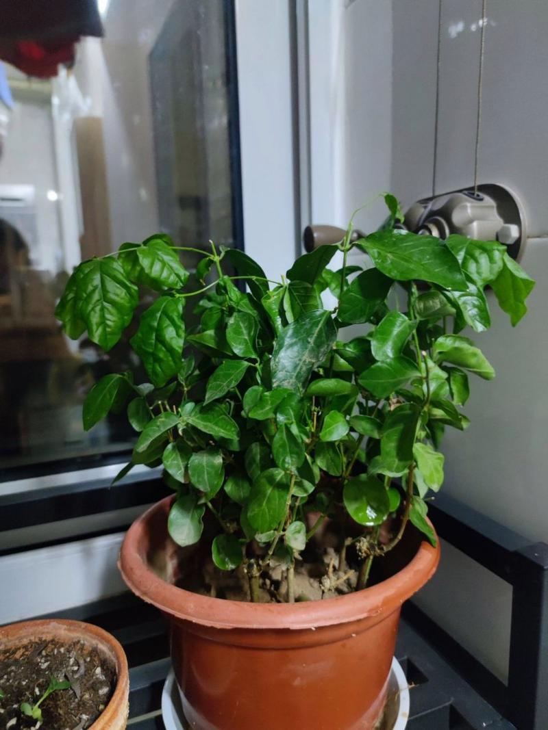 茉莉叶子卷曲怎么办，茉莉叶子卷边发黄怎么回事-第2张图片-优品飞百科