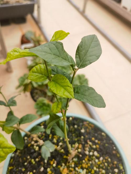 茉莉叶子卷曲怎么办，茉莉叶子卷边发黄怎么回事-第3张图片-优品飞百科