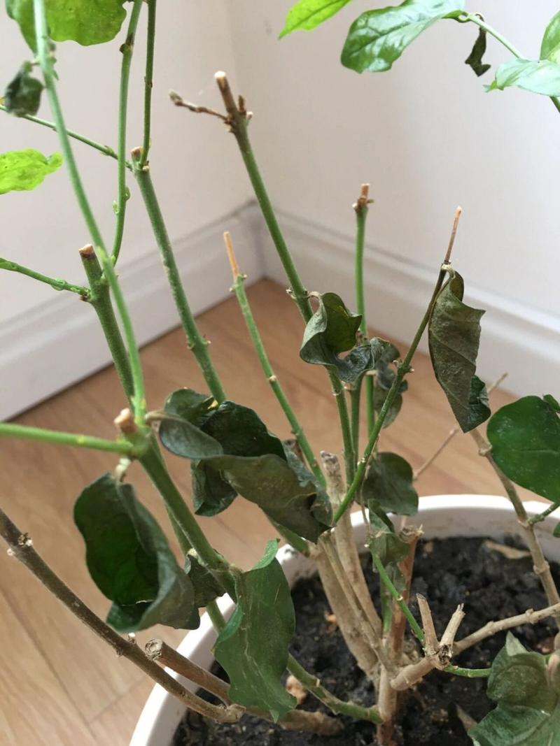 茉莉叶子卷曲怎么办，茉莉叶子卷边发黄怎么回事-第5张图片-优品飞百科