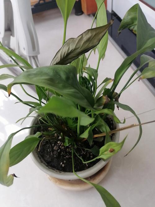 白掌要修剪叶子吗，白掌能全部剪掉重新发新叶吗？