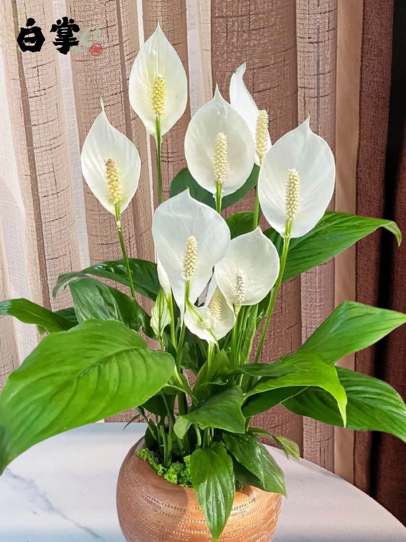 白掌要修剪叶子吗，白掌能全部剪掉重新发新叶吗？-第2张图片-优品飞百科