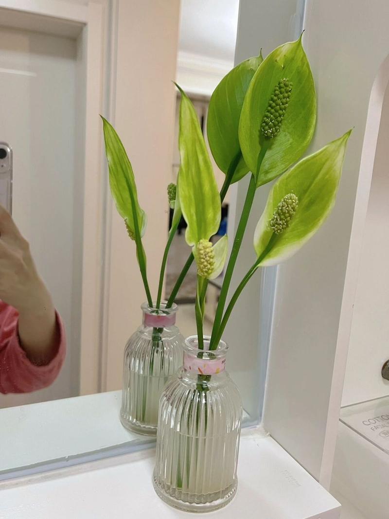 白掌要修剪叶子吗，白掌能全部剪掉重新发新叶吗？-第4张图片-优品飞百科