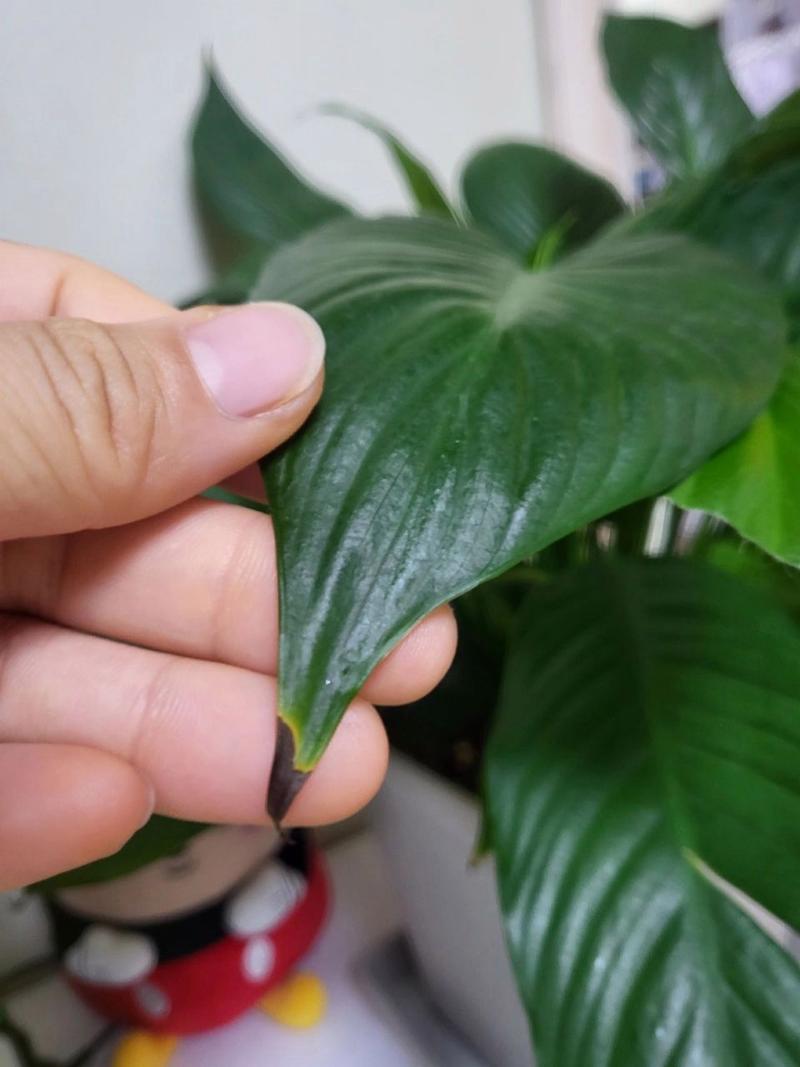 白掌要修剪叶子吗，白掌能全部剪掉重新发新叶吗？-第3张图片-优品飞百科
