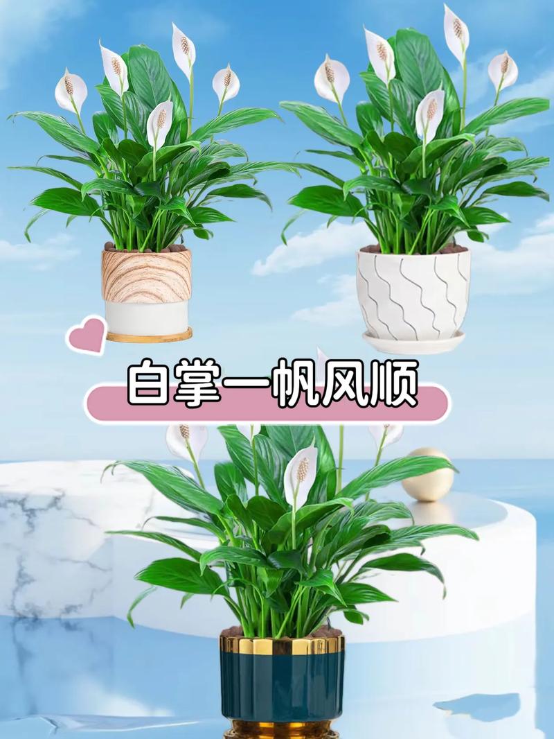 白掌要修剪叶子吗，白掌能全部剪掉重新发新叶吗？-第5张图片-优品飞百科