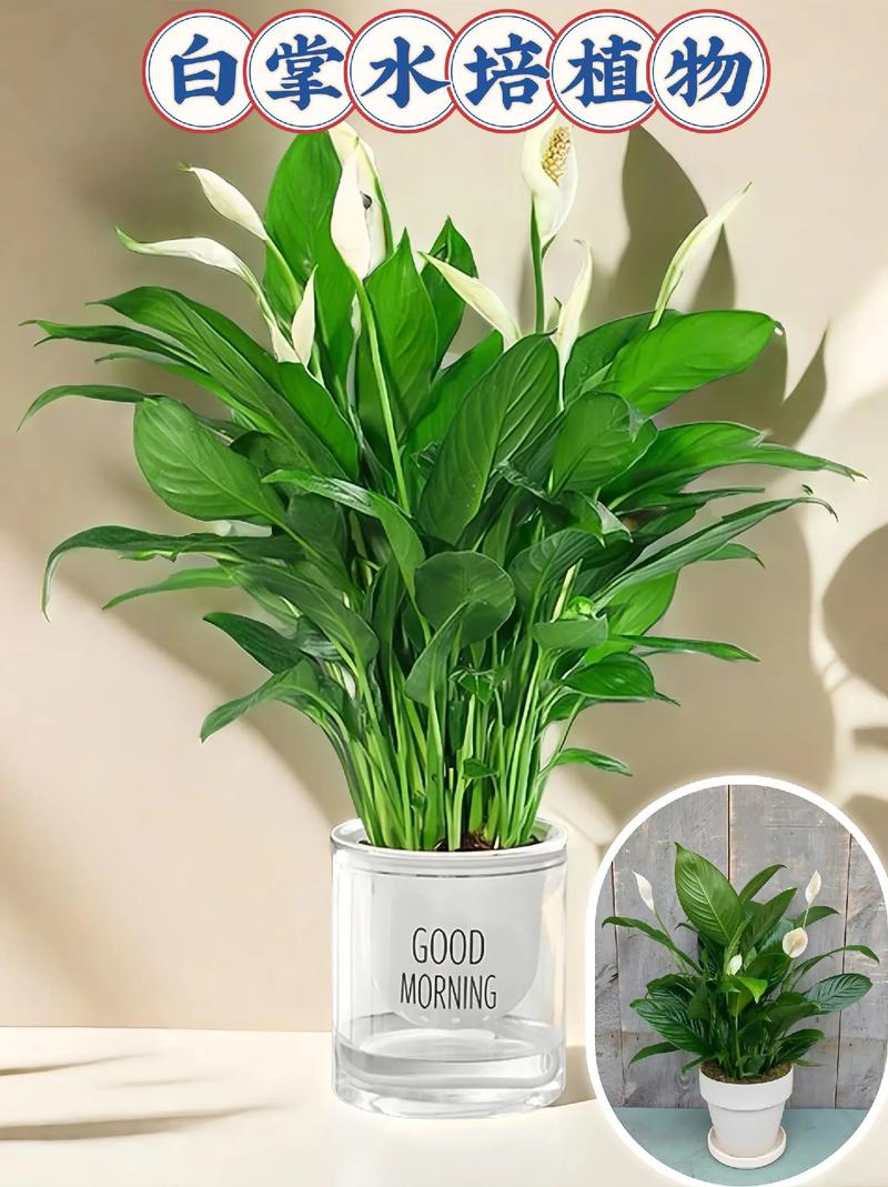 白掌要修剪叶子吗，白掌能全部剪掉重新发新叶吗？-第6张图片-优品飞百科