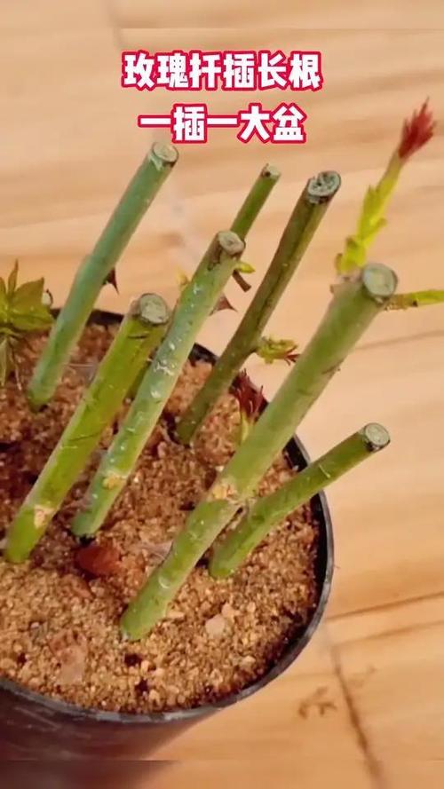 玫瑰怎么用水插活,玫瑰插在水里怎么生根-第2张图片-优品飞百科 玫瑰怎么用水插活,玫瑰插在水里怎么生根-第2张图片-优品飞百科