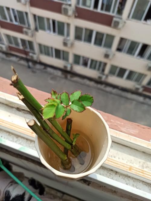 玫瑰怎么用水插活,玫瑰插在水里怎么生根-第3张图片-优品飞百科 玫瑰怎么用水插活,玫瑰插在水里怎么生根-第3张图片-优品飞百科