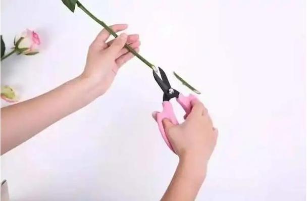 玫瑰怎么用水插活,玫瑰插在水里怎么生根-第6张图片-优品飞百科 玫瑰怎么用水插活,玫瑰插在水里怎么生根-第6张图片-优品飞百科