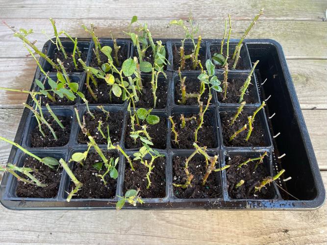 玫瑰怎么用水插活,玫瑰插在水里怎么生根-第7张图片-优品飞百科 玫瑰怎么用水插活,玫瑰插在水里怎么生根-第7张图片-优品飞百科