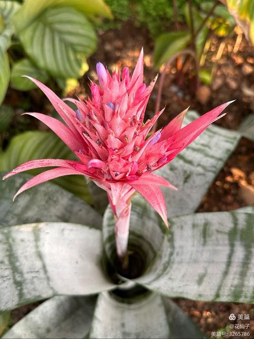 美叶光萼荷怎么浇水，美叶光萼荷观赏特性？