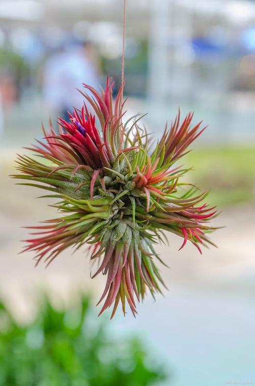 美叶光萼荷怎么浇水，美叶光萼荷观赏特性？-第2张图片-优品飞百科