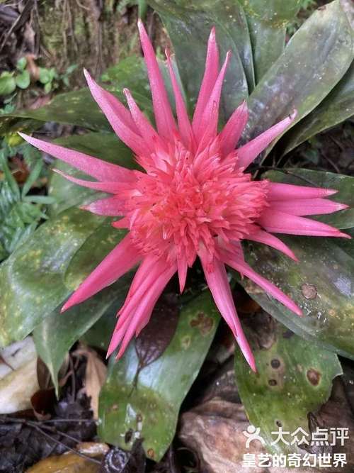 美叶光萼荷怎么浇水，美叶光萼荷观赏特性？-第3张图片-优品飞百科