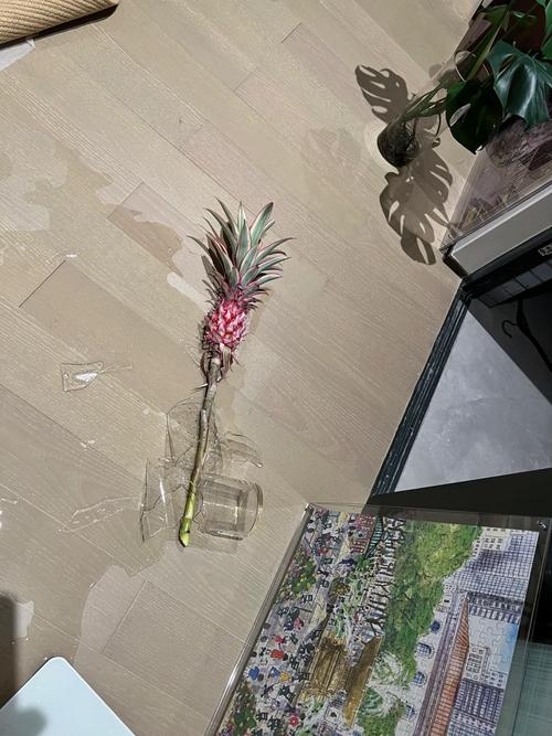 美叶光萼荷怎么浇水，美叶光萼荷观赏特性？-第5张图片-优品飞百科