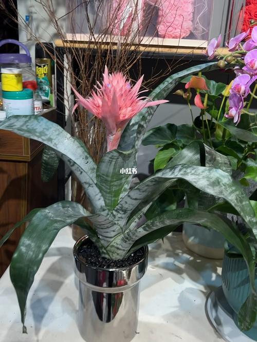 美叶光萼荷怎么浇水，美叶光萼荷观赏特性？-第4张图片-优品飞百科