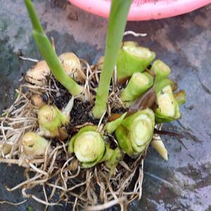 土培绿萝根太多、根满盆了怎办？土培绿萝烂根怎么办？-第2张图片-优品飞百科