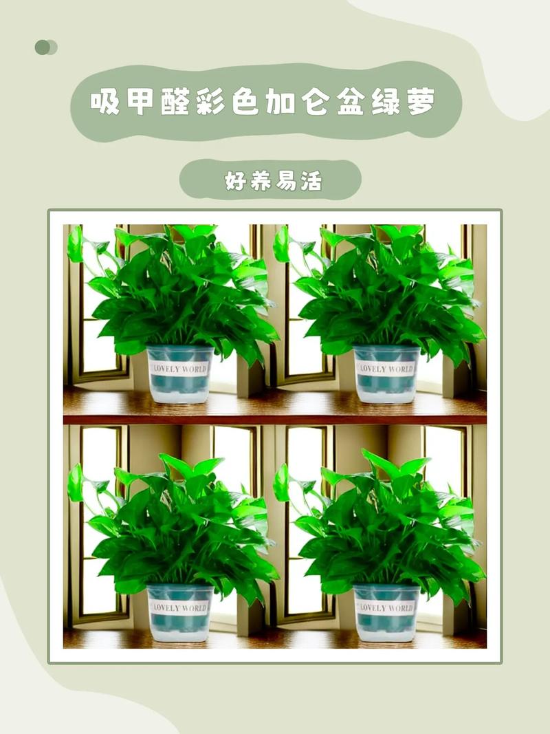 土培绿萝根太多、根满盆了怎办？土培绿萝烂根怎么办？-第3张图片-优品飞百科