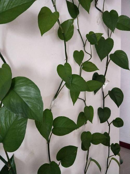 土培绿萝根太多、根满盆了怎办？土培绿萝烂根怎么办？-第4张图片-优品飞百科