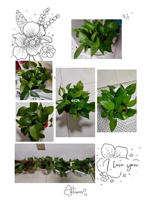 土培绿萝根太多、根满盆了怎办？土培绿萝烂根怎么办？-第5张图片-优品飞百科