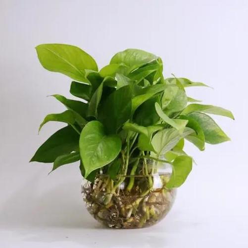 土培绿萝根太多、根满盆了怎办？土培绿萝烂根怎么办？-第7张图片-优品飞百科