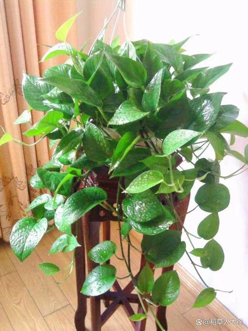 土培绿萝根太多、根满盆了怎办？土培绿萝烂根怎么办？-第6张图片-优品飞百科