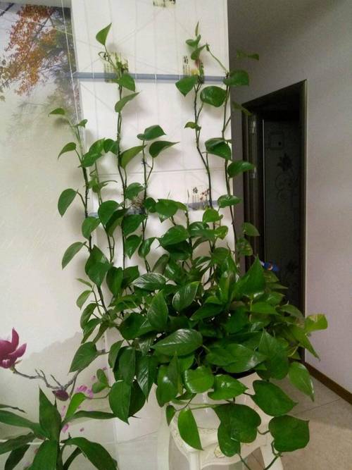 土培绿萝根太多、根满盆了怎办？土培绿萝烂根怎么办？-第8张图片-优品飞百科