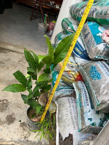 木兰花怎么养，木兰花怎么养殖方法和注意事项视频？