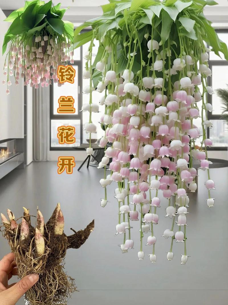 木兰花怎么养,木兰花怎么养殖方法和注意事项视频?-第3张图片-优品飞百科 木兰花怎么养,木兰花怎么养殖方法和注意事项视频?-第3张图片-优品飞百科