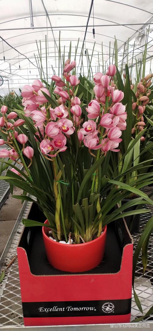 木兰花怎么养,木兰花怎么养殖方法和注意事项视频?-第5张图片-优品飞百科 木兰花怎么养,木兰花怎么养殖方法和注意事项视频?-第5张图片-优品飞百科