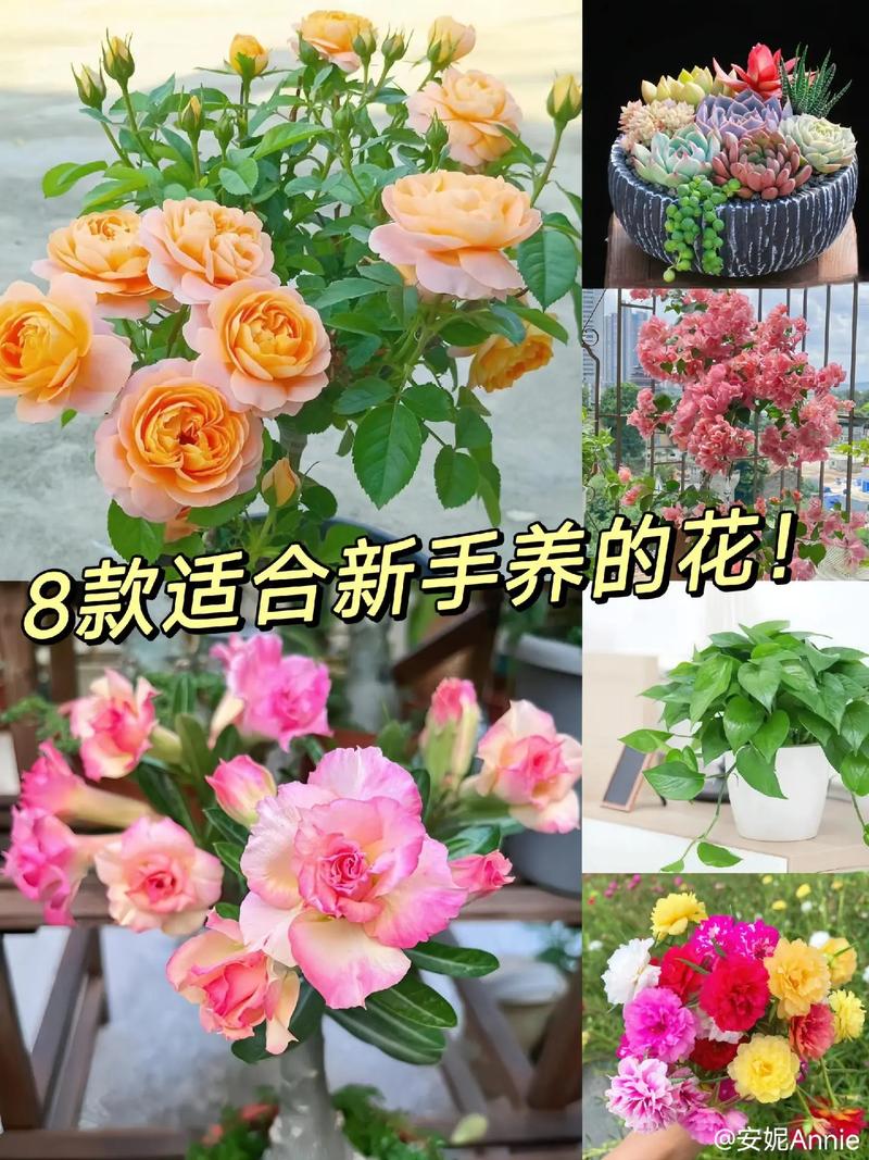 木兰花怎么养,木兰花怎么养殖方法和注意事项视频?-第6张图片-优品飞百科 木兰花怎么养,木兰花怎么养殖方法和注意事项视频?-第6张图片-优品飞百科