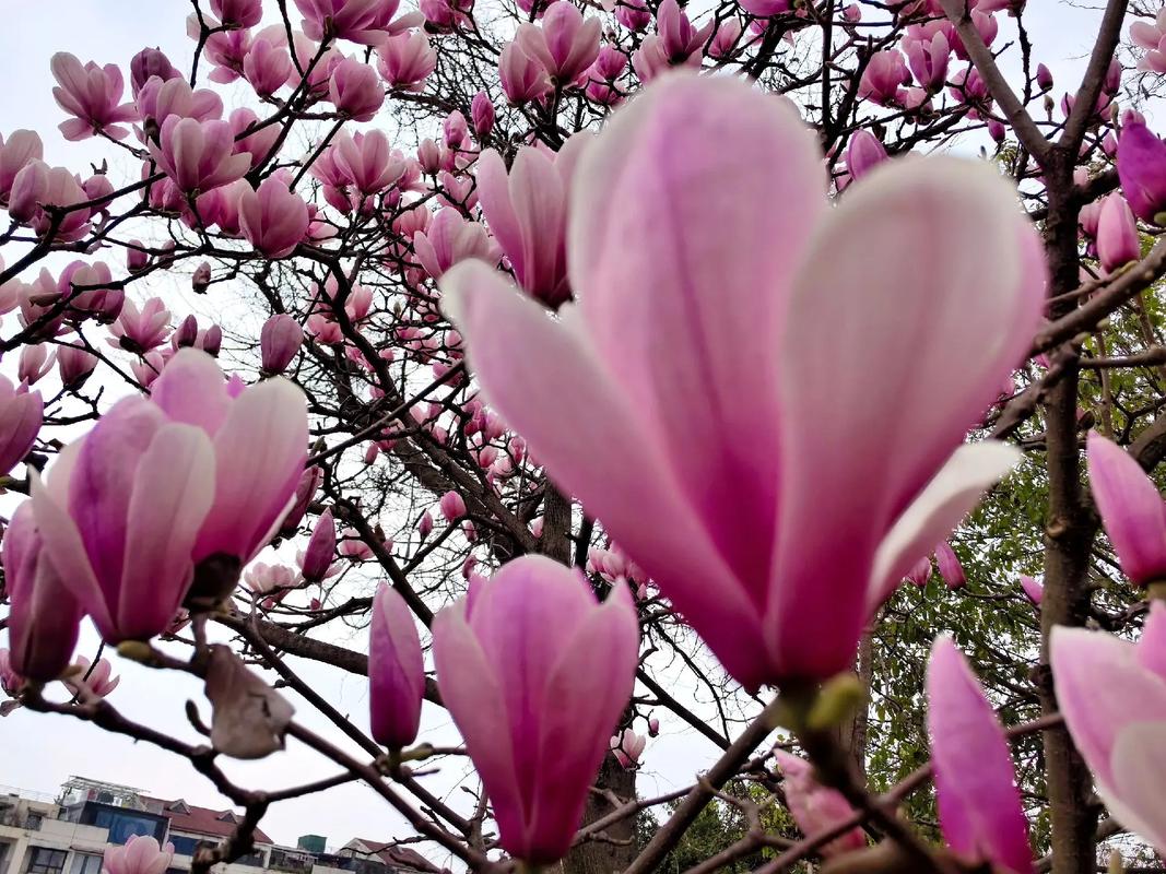 木兰花怎么养,木兰花怎么养殖方法和注意事项视频?-第7张图片-优品飞百科 木兰花怎么养,木兰花怎么养殖方法和注意事项视频?-第7张图片-优品飞百科