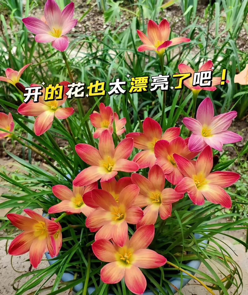 木兰花怎么养,木兰花怎么养殖方法和注意事项视频?-第8张图片-优品飞百科 木兰花怎么养,木兰花怎么养殖方法和注意事项视频?-第8张图片-优品飞百科