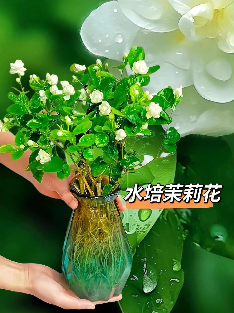 茉莉怎么浇水，茉莉怎么浇水几天浇一次水
