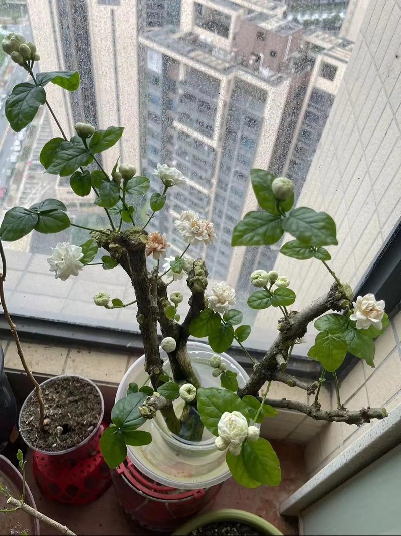 茉莉怎么浇水，茉莉怎么浇水几天浇一次水-第2张图片-优品飞百科