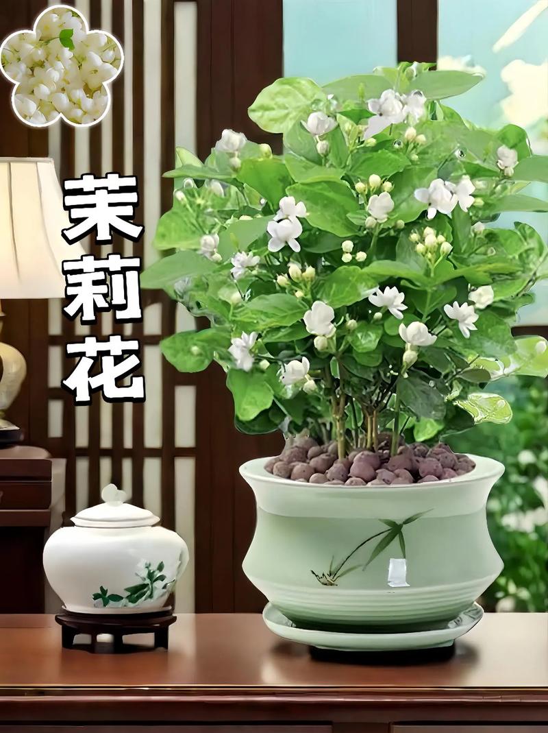 茉莉怎么浇水，茉莉怎么浇水几天浇一次水-第3张图片-优品飞百科