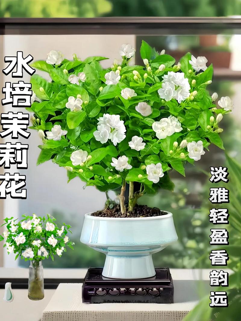 茉莉怎么浇水，茉莉怎么浇水几天浇一次水-第4张图片-优品飞百科