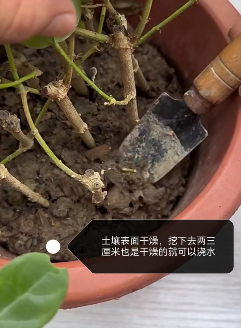 茉莉怎么浇水，茉莉怎么浇水几天浇一次水-第5张图片-优品飞百科