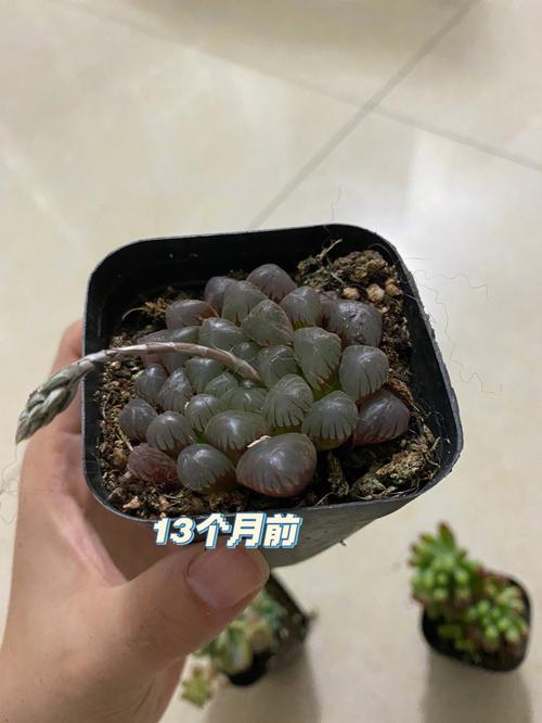 玉露秋天怎么养，玉露秋天怎么浇水