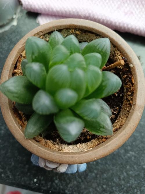 玉露秋天怎么养,玉露秋天怎么浇水-第2张图片-优品飞百科 玉露秋天怎么养,玉露秋天怎么浇水-第2张图片-优品飞百科