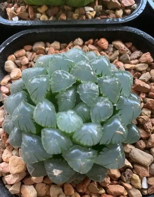 玉露秋天怎么养,玉露秋天怎么浇水-第6张图片-优品飞百科 玉露秋天怎么养,玉露秋天怎么浇水-第6张图片-优品飞百科